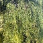 Acacia cognata Fuelha