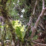 Epidendrum difforme Цветок