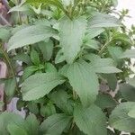 Stevia rebaudiana Ліст