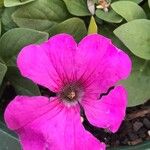 Petunia × atkinsiana Blodyn