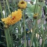 Coreopsis grandiflora Leaf