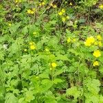 Ranunculus polyanthemos Costuma