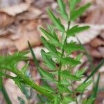 Cardamine impatiens Hostoa