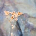 Sedum hirsutum Mbuma