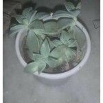 Graptopetalum paraguayense葉