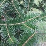 Abies nebrodensis Blatt