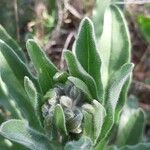 Pardoglossum cheirifolium Floro
