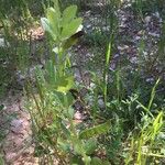 Vicia johannis Blatt