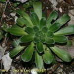 Saxifraga mutata Habitatea