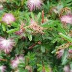 Calliandra selloi Kvet