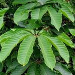 Pseudobombax grandiflorum Leaf