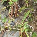 Sonchus congestus Habitus