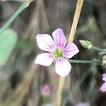 Petrorhagia saxifraga Blomst