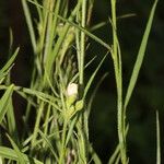 Sida linifolia Frucht