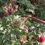 Rubus nemoralis Alkat (teljes növény)