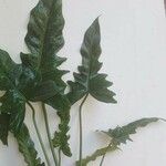 Philodendron bipennifolium Folha