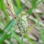 Carex tomentosa Плід