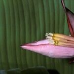 Musa velutina 花