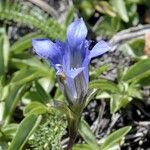 Gentiana calycosa Агульны выгляд