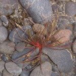 Juncus rechingeri Habit