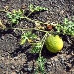 Citrullus colocynthis Fruto