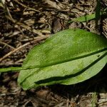 Ophioglossum vulgatum Habitatea