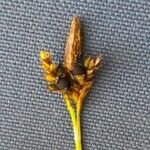 Carex caryophyllea Fruit