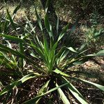 Yucca rupicola Habit