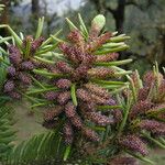 Abies pindrow Habit