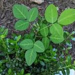 Desmodium paniculatum Leaf