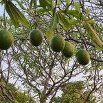 Cerbera odollam Fruit