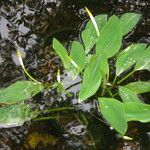 Orontium aquaticum Habit