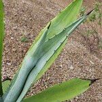 Agave salmiana 葉