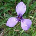 Herbertia lahue Lorea