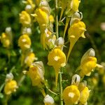 Linaria dalmatica Kwiat