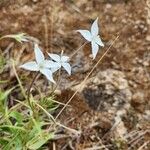 Conostomium quadrangulare Flower