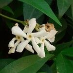Trachelospermum jasminoides Lorea
