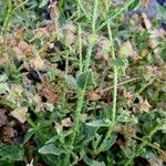 Trichodesma africanum Flor