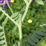 Vicia incana Écorce