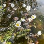 Ranunculus ololeucos Flors