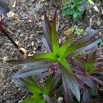 Dianthus barbatus পাতা