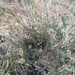 Calluna vulgaris Blad