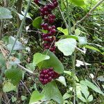 Smilax aspera Fruit