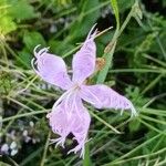 Dianthus superbusപുഷ്പം