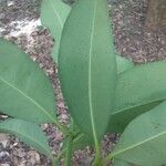 Garcinia gardneriana Leaf