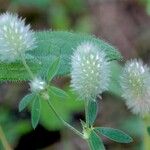 Trifolium arvense Frucht