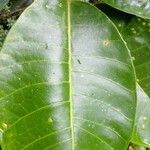 Ficus tonduzii ഇല