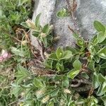 Salix pyrenaica Fleur