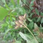 Daucus pusillus Fruto