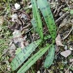 Dactylorhiza majalisLeaf